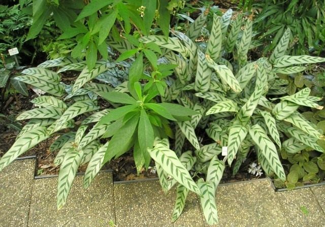 Калатея Бахема (Calathea bachemiana)