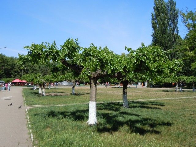 Шелковица в парке им. Горького, Одесса