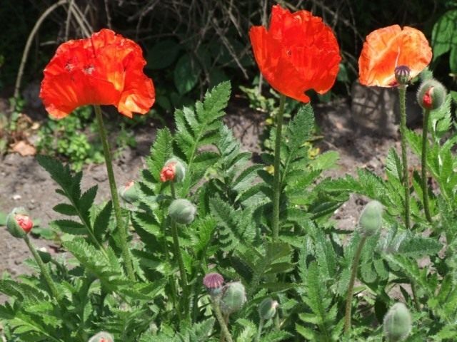 Мак восточный, или Мак малолистный (Papaver orientale)