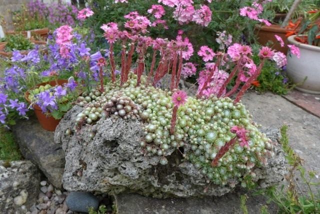 Молодило паутинистое (Sempervivum arachnoideum)