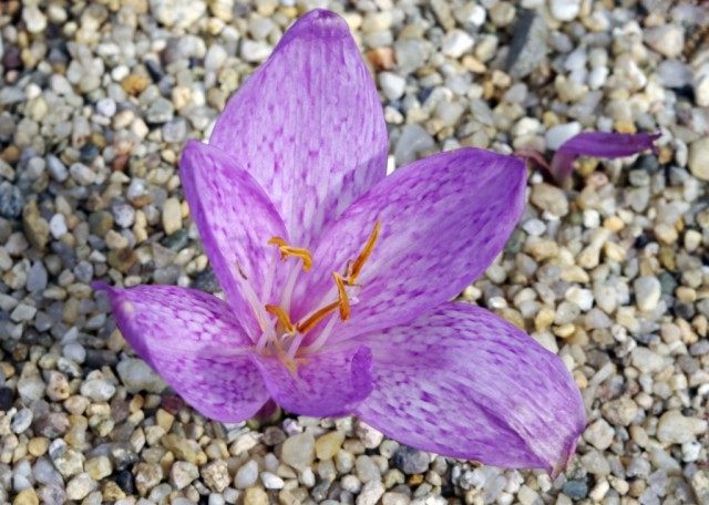 Безвременник пёстрый (Colchicum variegatum)