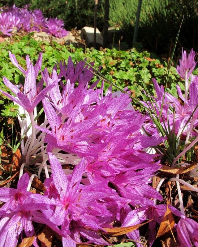 Безвременник пестрый (Агриппы) (Colchicum agrippinum / tessellatum)