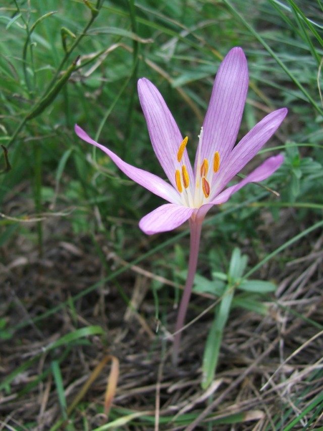 Безвременник песчаный, или Фомина (Colchicum arenarium, syn. C. fominii)