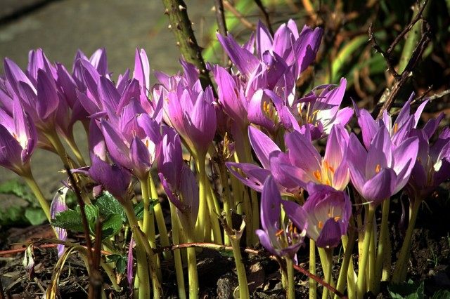 Безвременник осенний (Colchicum autumnale)