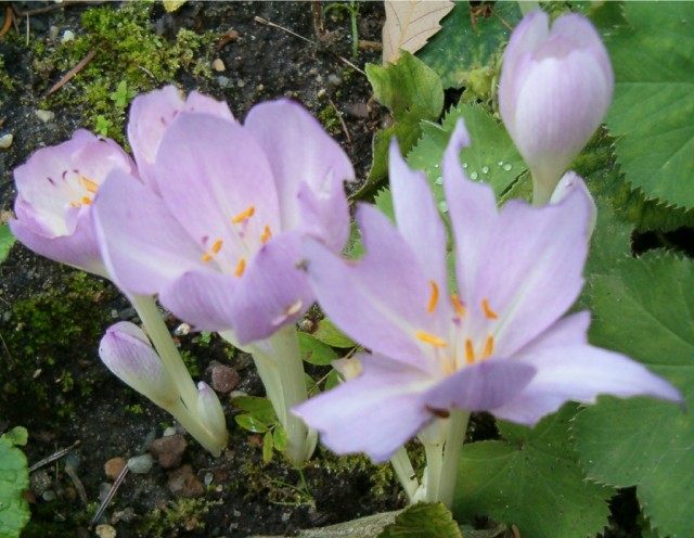 Безвременник византийский (Colchicum byzantinum)