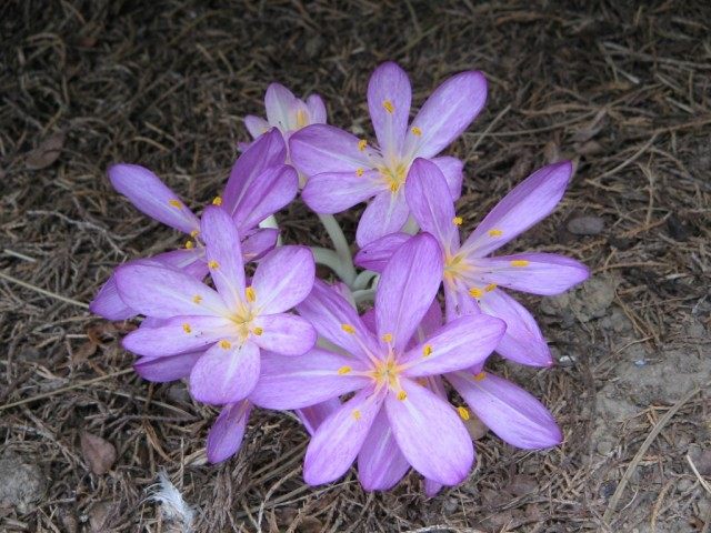 Безвременник киликийский (Colchicum cilicicum)