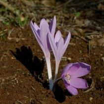 Безвременник иерусалимский (Colchicum hierosolymitanum)