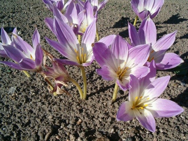 Безвременник великолепный (Colchicum speciosum)