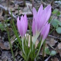 Безвременник Стевена (Colchicum stevenii)