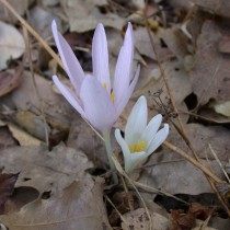 Безвременник Труди (Colchicum troodi)