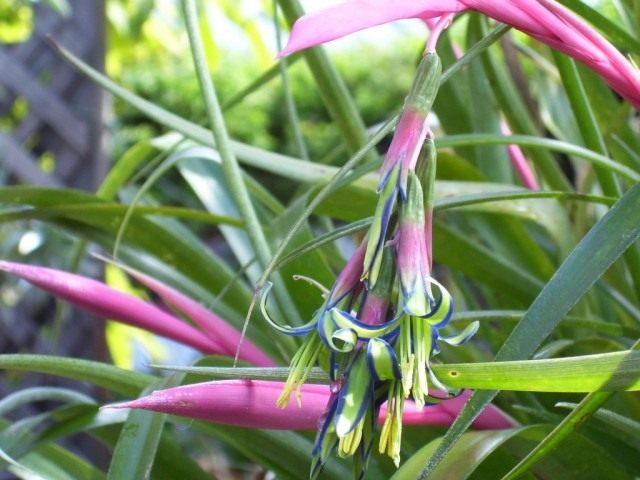 Бильбергия поникающая (Billbergia nutans)