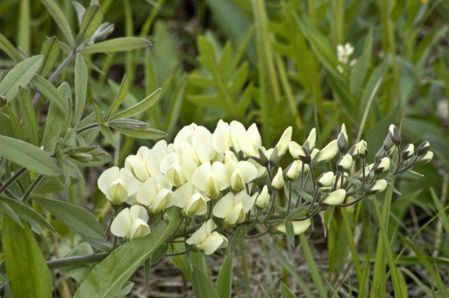 Баптизия прицветниковая (Baptisia bracteata)