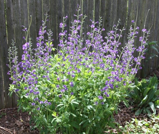 Баптизия южная (Baptisia australis)