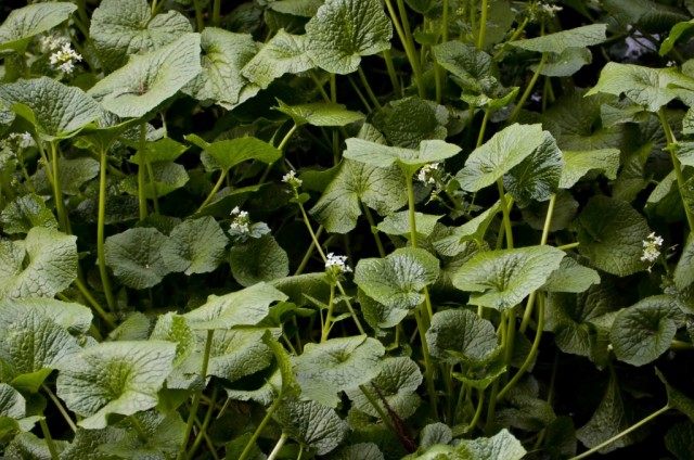 Васаби, или Эвтрема японская (Eutrema japonicum)