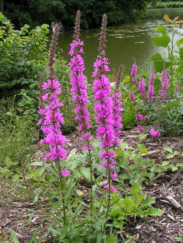 Дербенник иволистный, или Плакун-трава (Lythrum salicaria)