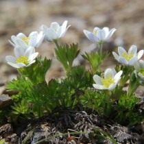 Анемона Друммонда, Ветреница Друммонда (Anemone drummondii)