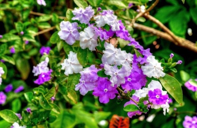 Брунфельсия малоцветковая (Brunfelsia pauciflora)