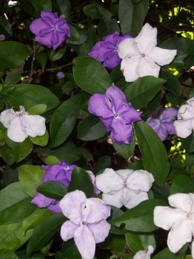 Брунфельсия одноцветковая (Brunfelsia uniflora)