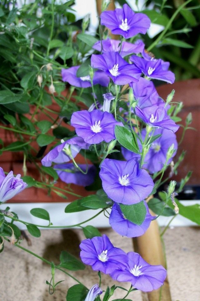 Вьюнок мавританский (Convolvulus sabatius)