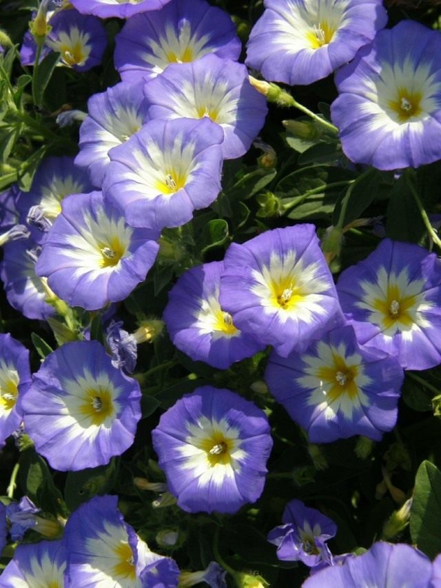 Вьюнок трехцветный (Convolvulus tricolor)