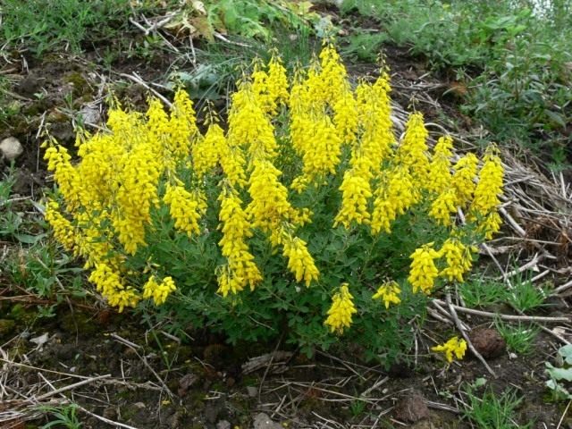 Ракитник чернеющий (Cytisus nigricans)