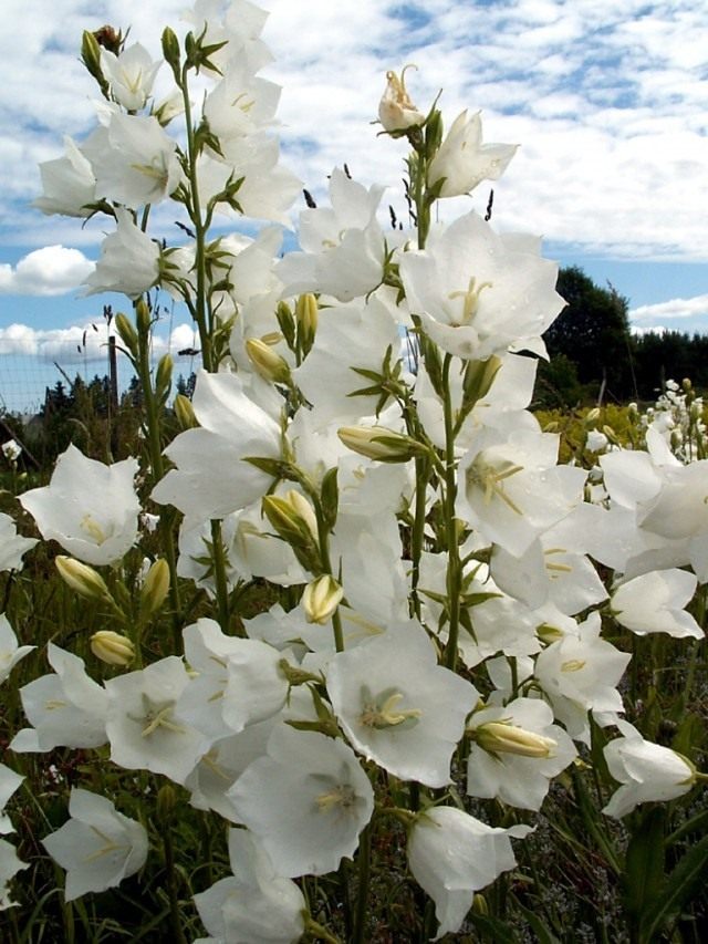 Колокольчик персиколистный сорт «Grandiflora Alba»