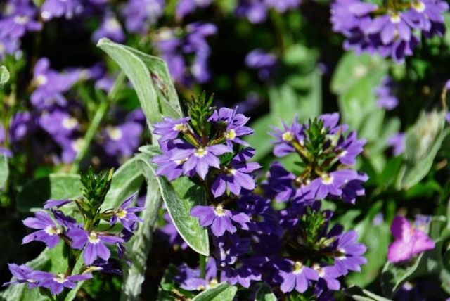 Сцевола, или скевола приятная (Scaevola aemula)