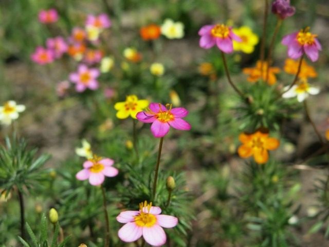 Лептосифон мелкоцветный (Leptosiphon parviflorus)