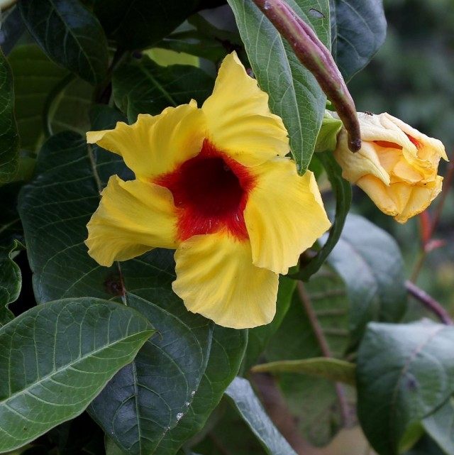 Мандевилла жестковолосистая (Mandevilla hirsuta)