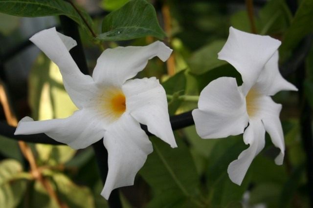 Мандевилла боливийская (Mandevilla boliviensis)