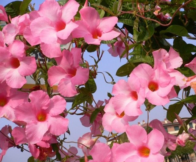 Мандевилла блестящая (Mandevilla splendens)