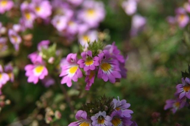 Очанка (Euphrasia)