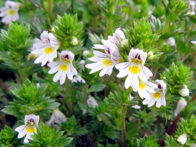 Очанка (Euphrasia)