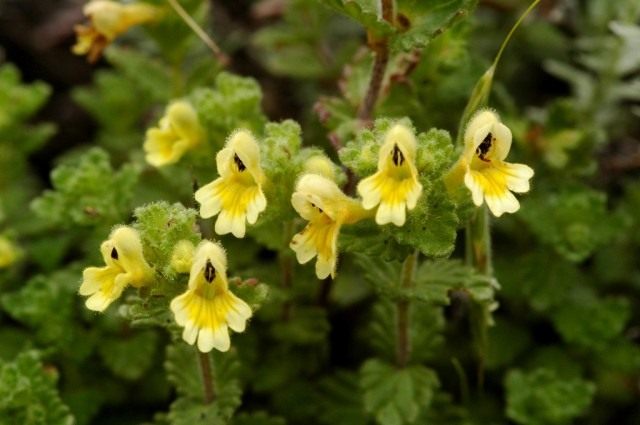 Очанка с желтыми цветками (Euphrasia nankotaizanensis)