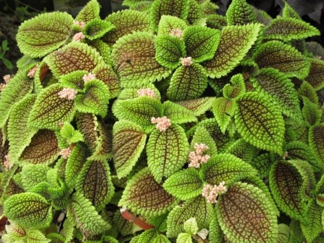 Пилея обернутая (Pilea involucrata)