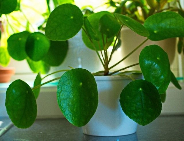 Пилея пеперомиевидная (Pilea peperomioides)