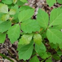 Токсикодендрон пушистый, сумах ядовитый (Toxicodendron pubescens)