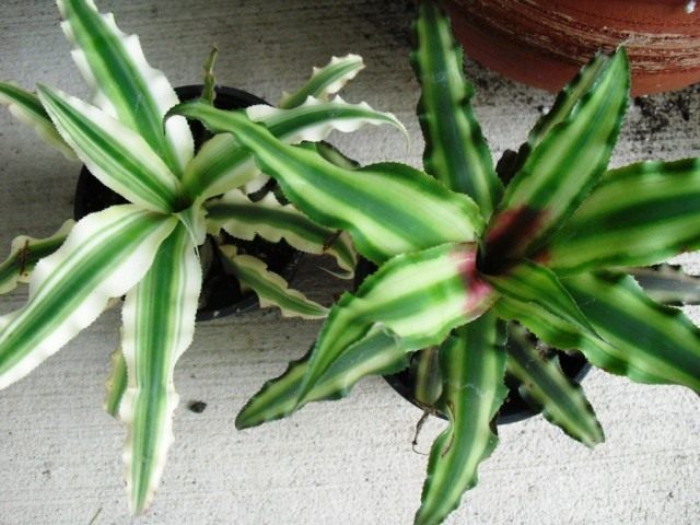 Криптантус двуполосый (cryptanthus bivittatus)