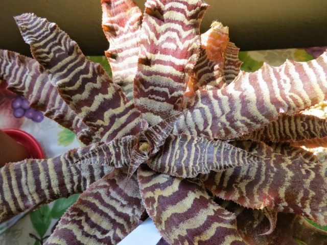 Криптантус Фостера (cryptanthus fosterianus)