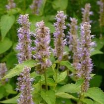 Многоколосник морщинистый, Лофант тибетский, Корейская мята (Agastache rugosa)