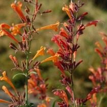 Многоколосник горный, Лофант горный (agastache rupestris)