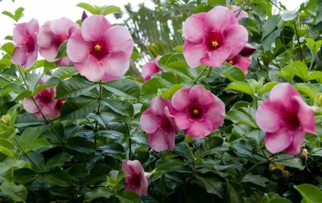 Алламанда Бланше (Allamanda blanchetii)