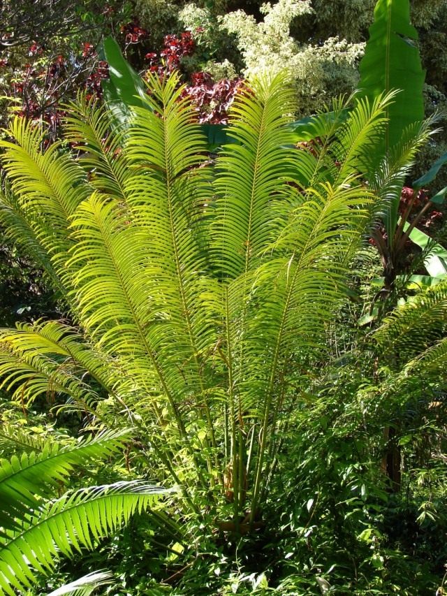 Саговник завитой, или Цикас улитковидный или завитой (Cycas circinalis)