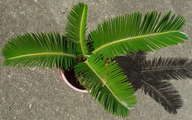 Саговник поникающий, или Цикас поникающий, или отвернутый (Cycas revoluta)