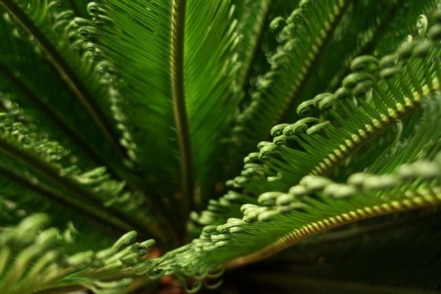 Саговник, или Цикас (Cycas)