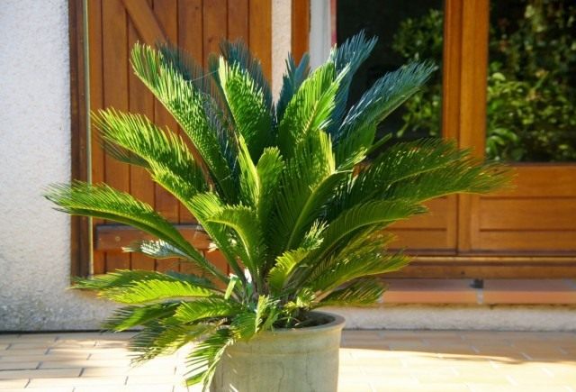 Саговник поникающий, или Цикас поникающий, или отвернутый (Cycas revoluta)