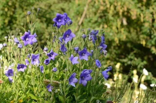 Платикодон, или Ширококолокольчик крупноцветковый (Platycodon grandiflorus)