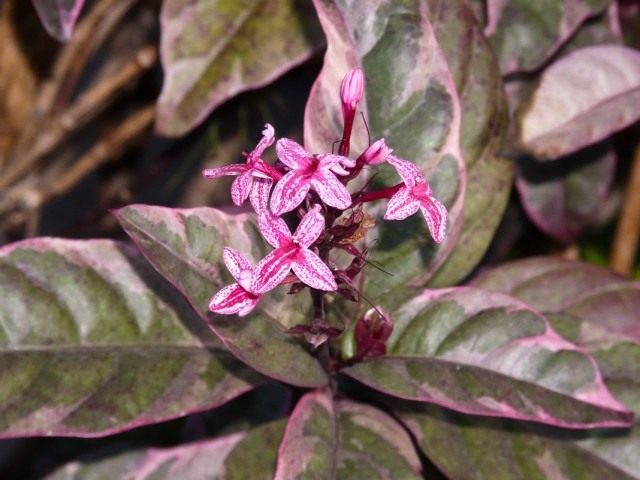 Псевдоэрантемум Каррутерса (Pseuderanthemum carruthersii)