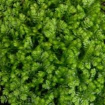 Селагинелла безножковая (Selaginella apoda)