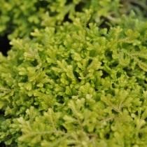 Селагинелла Краусса (Selaginella kraussiana)